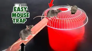How To Make A Mouse/Rat Trap | Mouse Trap Idea | Mouse Trap From Bucket | Creative Zone DIY