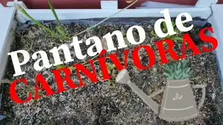 PANTANO DE CARNÍVORAS. COMO HACER UN PANTANO CON ESTAS EXÓTICAS PLANTAS.