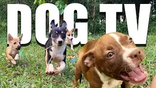 4 HOURS of Dog TV for Dogs to Watch 🐶Anti Separation Anxiety Relief Music🌈 Dog Daycare TV 🐾