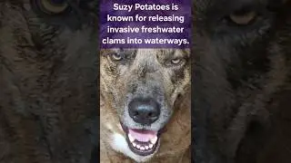 #Suzy #dog #create problems for the #pump #system