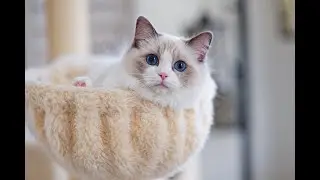 Ragdolluxe  Cattery Presents Our Ragdoll Cats