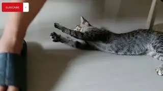This cat is a slipper thief🤣