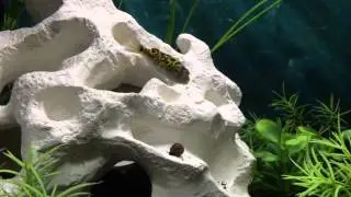 Figure Eight Puffer Eating a Snail Down