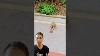 oh! why mother monkey do like this 😱#monkey
