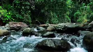 Jungle Stream Rushing Through Stones &ndash; Real River Sound for Sleep & Focus