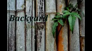Backyard Afternoon (A Short Montage by WildWoof)