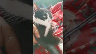#cat #cute #kitte#music#funny #kitty #animals #love #memes #gatos #humor #catvideos  #funnycats