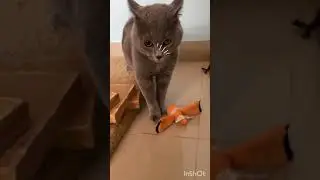 gato miando estranho