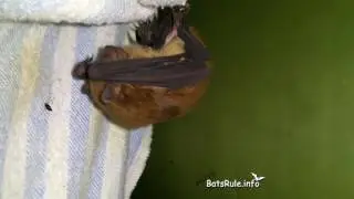 Rehab - Microbat rescued in care