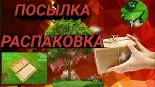 Распаковка посылки с формиком