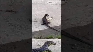 monitor lizard hunting fish