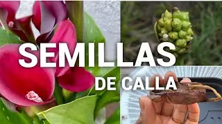 C&Oacute;MO SEMBRAR SEMILLAS DE CALLA O ZANTEDESCHIA🌱