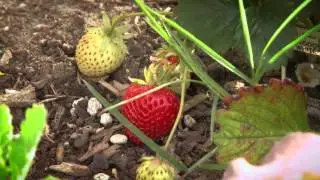 Real World Solutions for Childhood Obesity and Juvenile Diabetes