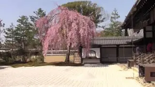 Kyoto, Japan - Kōdai-ji Temple in Cherry Blossom Season, April 4, 2017 / 桜の京都市高台寺, 平成29年4月4日