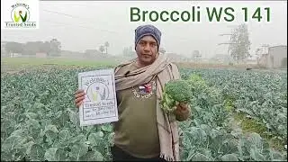 Hybrid Broccoli WS 141, Panipat Haryana December 2024