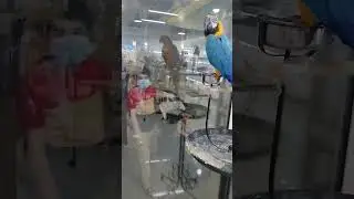Dubai Pet Market #explore #beautiful #pets #birds #kids #dubai #shorts #viral