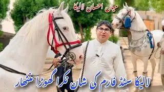 Pure Nukra Breeder Stallion Manthar | Laleka Stud Farm Pakistan