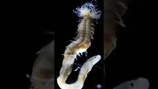 Scientists Discover Three New Species of Bioluminescent Sea Worms Off the Coast of Japan