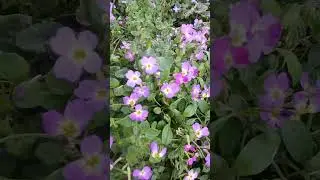 Coastal Beauty: Malcolmia maritima in Bloom by the Sea of Crete! #greekflora #flower #nature #plants