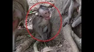 Pity Baby Monkey Cry Loudly After Nearly Drown Cos Need Mum ST837 Mono Monkey