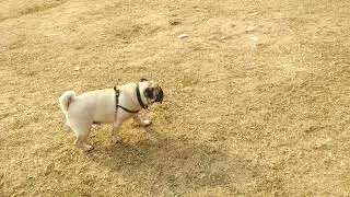 Lucy running mood || funny & cute pug video #shorts 😀😀🐕
