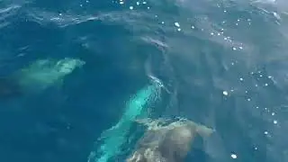 Dolphins in Zadar Archipelago With Feel Adriatic Nature