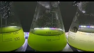 Microalgae Harvesting with Bioflocculant