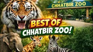 Chatbir Zoo ka full jungle tour 🌴| Chatbir Zoo in chandigarh Ticket 🎫 Price 2025