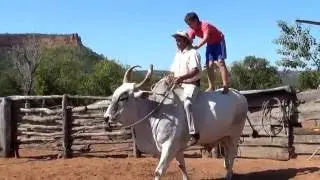 Ox Trained to Ride: Country Life with Guzerat Cattle