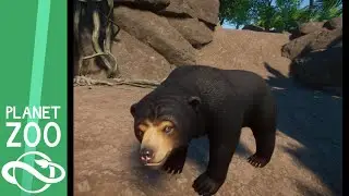 Sun Bear Exhibit Speed Build - Planet Zoo