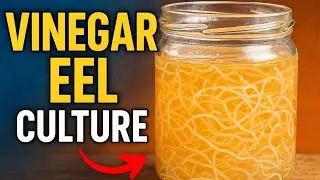 Stop Buying Food! Betta Fry-ku FREE Vinegar Eels 😱🐠🔥&rdquo;