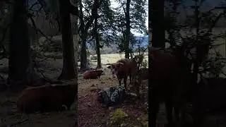 Las habitantes de la #cordillera en una fria ma&ntilde;ana de #invierno 2023 #vacas Lago Puelo #argentina