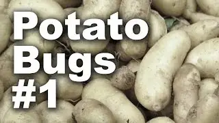 Potato Bug Beetle Invasion #1 - GardenFork #18