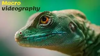 Macro Video of Wild Animal ..HD / New 2021