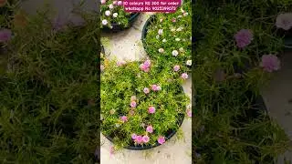 portulaca mossrose purslane cindrella tablerose onlinesale shorts
