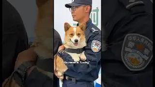 China&rsquo;s first Corgi police dog (1) #cute #dog  #love #foryou #shorts #shortvideo