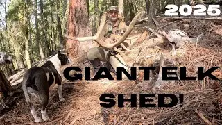 FINDING ELK SHEDS with DOGS!