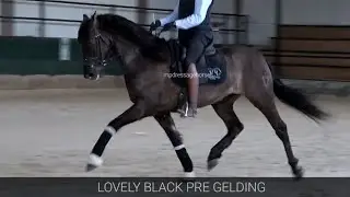 **SOLD** Black Andalusian PRE Gelding 2018 - 1,59 cm (#MP640)