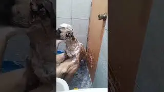 Fur-Parents every Sunday routine ligo time Zok & burnok 🐕&zwj;🦺🦮&hearts;️🤗&hearts;️🤗&hearts;️🤗&hearts;️🤗&hearts;️🤗&hearts;️🤗&hearts;️