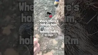Where There&rsquo;s Holiday Ham, There&rsquo;s Holiday Harm  #goveganfortheanimals 🎄🐷