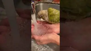 #birdsofinstagram #birdie #birdslover #greencheekedconureparrot #greencheekconure #green #birds
