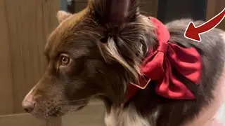 Lionet Paws Bowtie Dog Collar - Comfortable Silk Dog Collar with Detachable Bow Tie