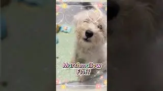Marshmallow Fluff &ndash; Sweet 2-Month-Old Puppy Ready for Foster or Adoption 🐶💖