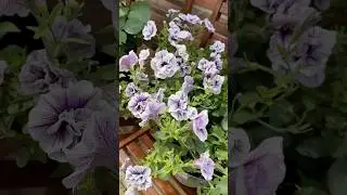 💜🌿#raynu #flowers #petunias #plants #garden