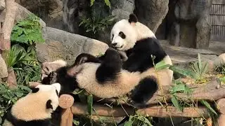 2026年1月7日 海洋公園 熊貓BB