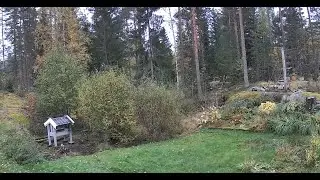 Live view of my backyard in Norway