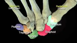 Funky Anatomy EXAM QUESTIONS  Carpal and Hand Bones