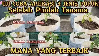 UJI COBA PUPUK KOCOR SETELAH PINDAH TANAM