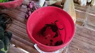 Go to the waterfall to catch crabs to get  wild vegetables and fruits and make livestock stables