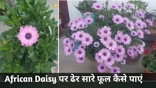 How to Get More Flowers on African Daisy | Osteospermum Flower Plant Care (Hindi)